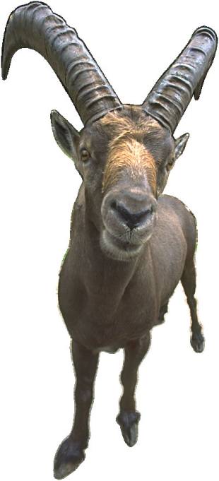 Ram, lookin' right at you
